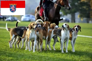 Read more about the article Hodowcy psów gończych francuskich i szczenięta w Hesja