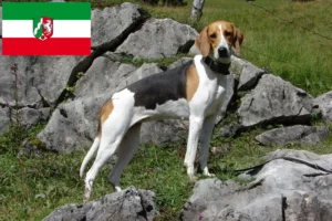 Read more about the article Hodowcy psów gończych francuskich i szczenięta w Nadrenia Północna-Westfalia