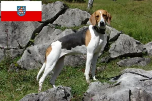 Read more about the article Hodowcy psów gończych francuskich i szczenięta w Turyngia
