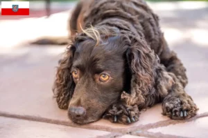 Read more about the article Amerykański spaniel wodny – hodowcy i szczenięta w Turyngia