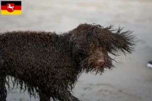 Read more about the article Hodowcy i szczenięta irlandzki spaniel wodny w Dolna Saksonia