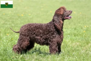 Read more about the article Hodowcy i szczenięta irlandzki spaniel wodny w Saksonia