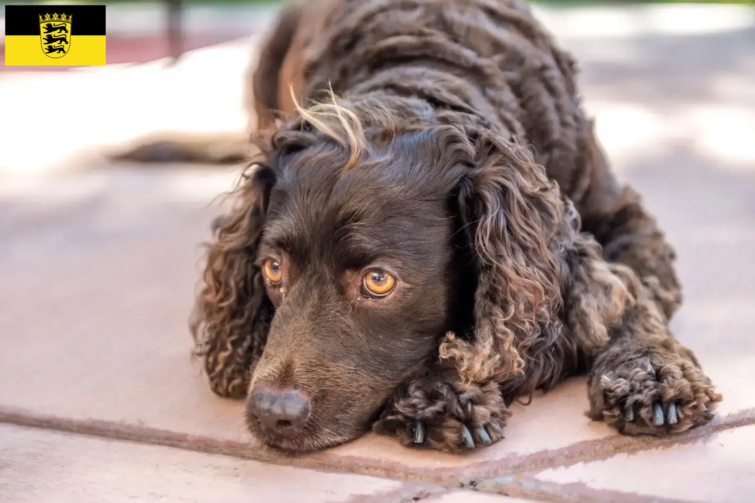 Amerykański spaniel wodny szczenięta i hodowcy Badenia-Wirtembergia Tutaj znajdziesz hodowców American Water Spaniels w Badenia-Wirtembergia.