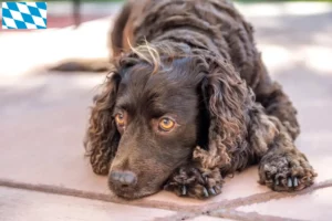 Read more about the article Hodowcy i szczenięta American Water Spaniel w Bawaria
