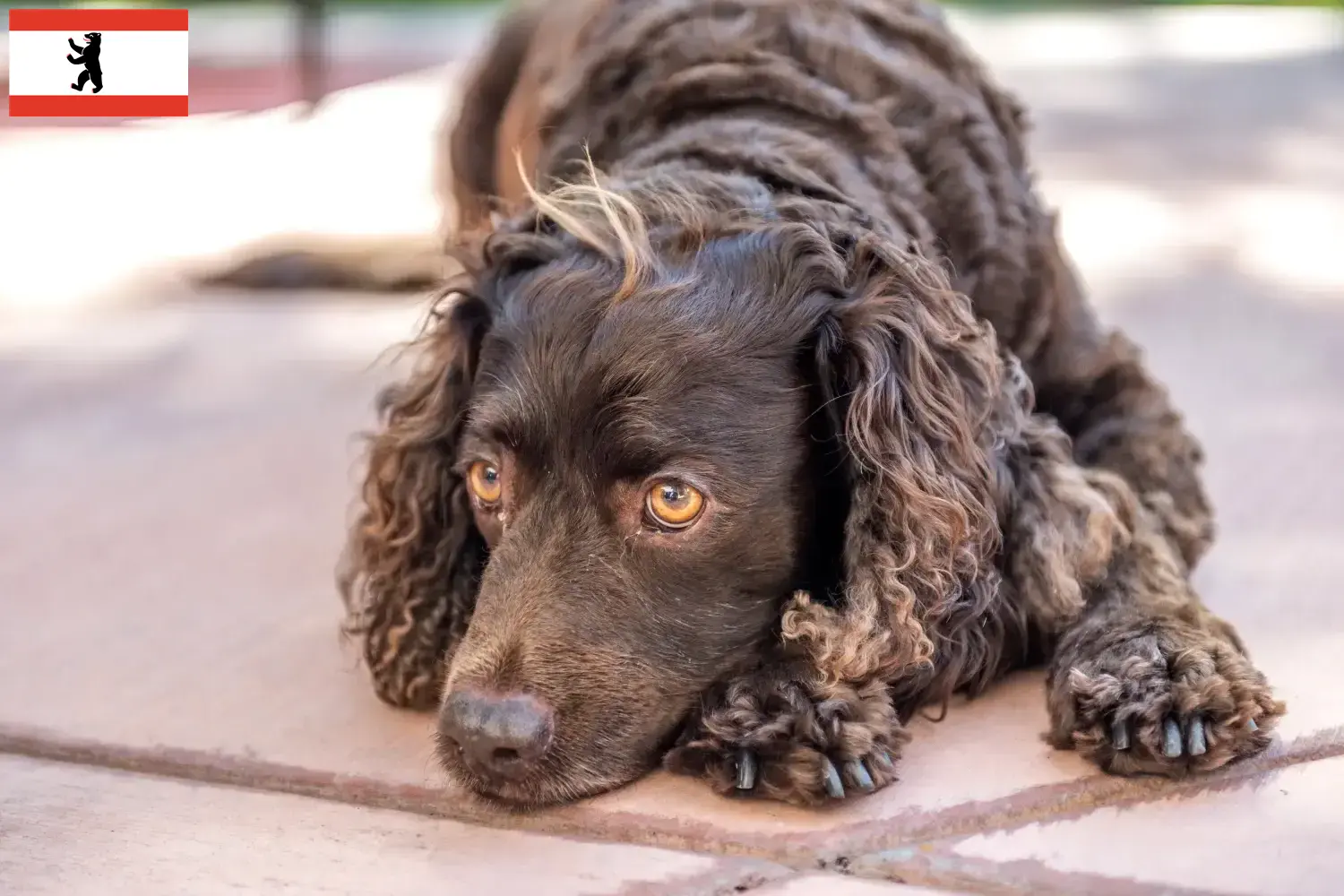 Amerykański spaniel wodny szczenięta i hodowcy Berlin Tutaj znajdą Państwo hodowców American Water Spaniels w Berlin.