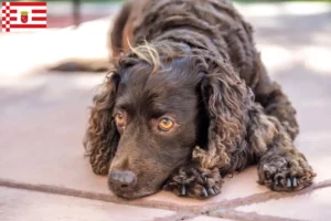 Read more about the article Amerykański spaniel wodny – hodowcy i szczenięta w Brema