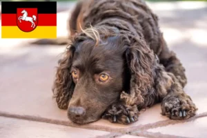 Read more about the article Hodowcy i szczenięta American Water Spaniel w Dolna Saksonia