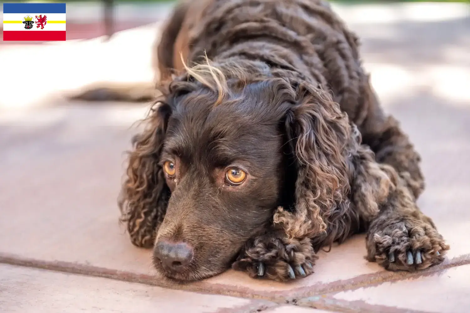 Read more about the article Hodowcy i szczenięta American Water Spaniel w Meklemburgia-Pomorze Przednie