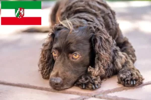 Read more about the article Amerykański spaniel wodny – hodowcy i szczenięta w Nadrenia Północna-Westfalia