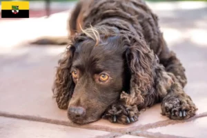 Read more about the article Amerykański spaniel wodny – hodowcy i szczenięta w Saksonia-Anhalt