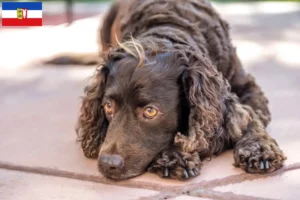 Read more about the article Amerykański spaniel wodny – hodowcy i szczenięta w Szlezwik-Holsztyn
