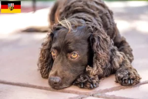 Read more about the article Amerykański spaniel wodny – hodowcy i szczenięta w Kraj Saary
