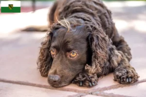 Read more about the article Hodowcy i szczenięta American Water Spaniel w Saksonia