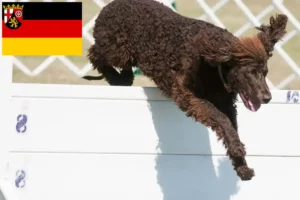 Read more about the article Hodowcy i szczenięta irlandzki spaniel wodny w Nadrenia-Palatynat