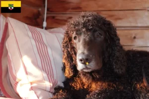 Read more about the article Hodowcy i szczenięta irlandzki spaniel wodny w Saksonia-Anhalt
