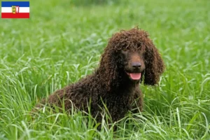 Read more about the article Hodowcy i szczenięta irlandzki spaniel wodny w Szlezwik-Holsztyn