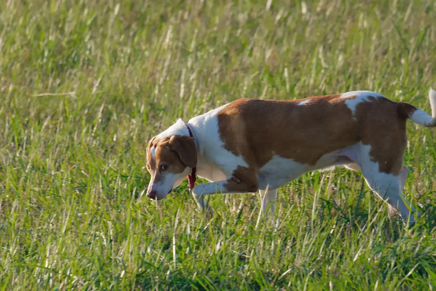 Hygenhund szczenięta i hodowcy Tutaj możesz znaleźć hodowców Hygenhunde near you.