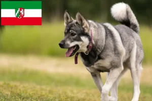 Read more about the article Hodowcy i szczenięta Jämthund w Nadrenia Północna-Westfalia