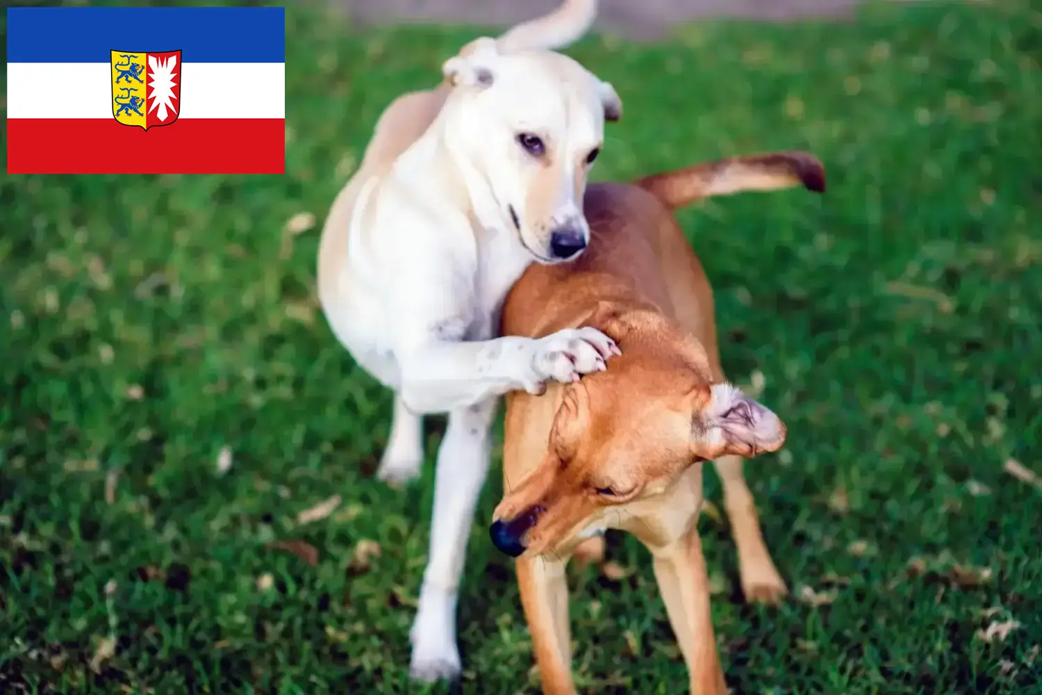 Kritikos Lagonikos szczenięta i hodowcy Szlezwik-Holsztyn Tutaj można znaleźć hodowców Kritikos Lagonikos w Szlezwik-Holsztyn.
