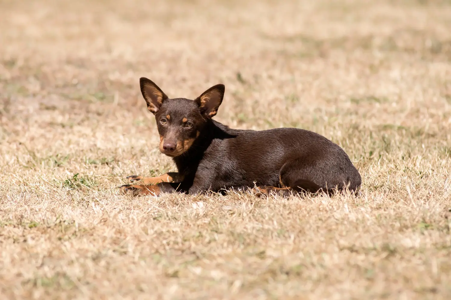 Zakup szczeniaka rasy Lancashire Heeler oznacza wzięcie na siebie odpowiedzialności! Kup szczenięta rasy Lancashire Heeler.
