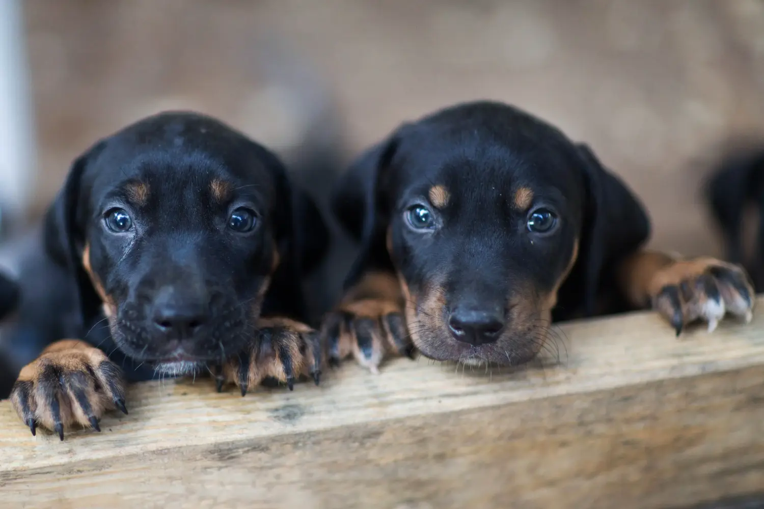 Kupno szczeniaka Louisiana Catahoula Leopard Dog oznacza wzięcie na siebie odpowiedzialności! Kup szczenięta Louisiana Catahoula Leopard Dog.