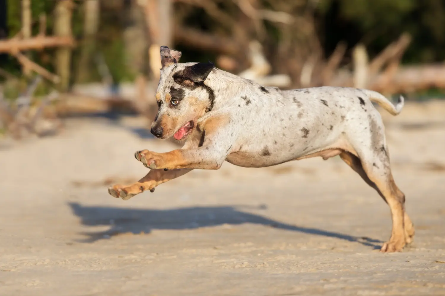 Kupno szczeniaka Louisiana Catahoula Leopard Dog oznacza wzięcie na siebie odpowiedzialności! Kup szczenięta Louisiana Catahoula Leopard Dog.