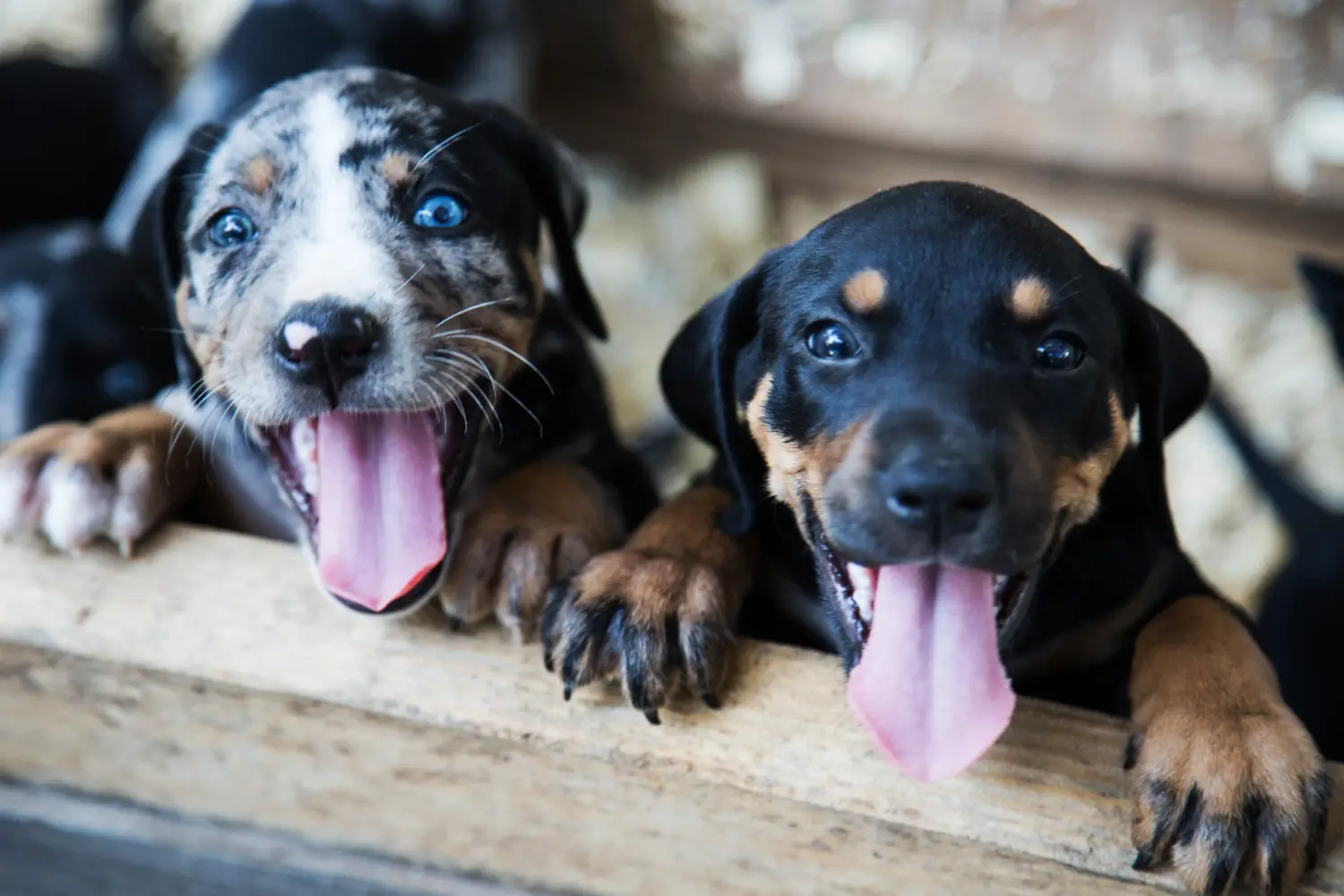 Kupno szczeniaka Louisiana Catahoula Leopard Dog oznacza wzięcie na siebie odpowiedzialności! Kup szczenięta Louisiana Catahoula Leopard Dog.