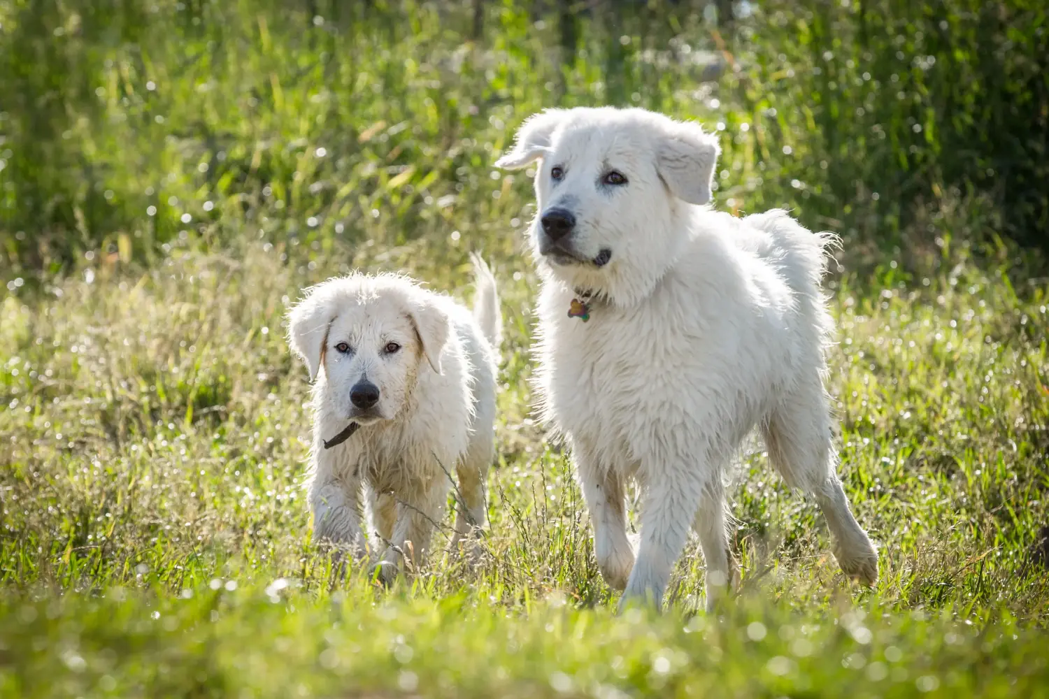 Kupno szczeniaka owczarka abruzyjskiego Maremma oznacza wzięcie na siebie odpowiedzialności! Kup szczenięta owczarka abruzyjskiego Maremma.