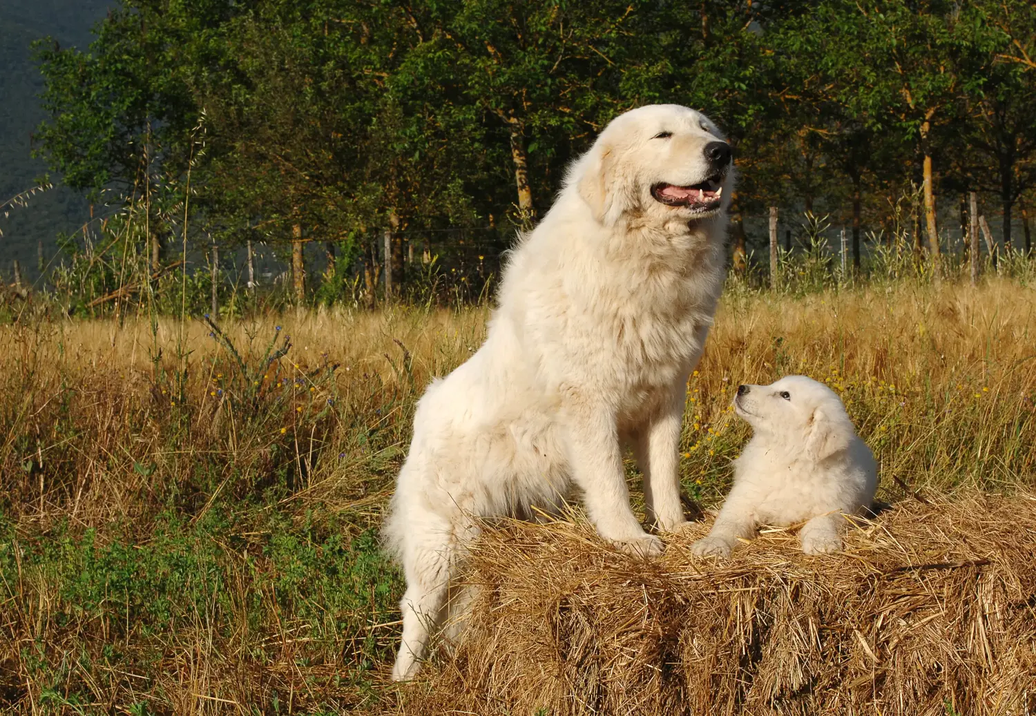 Kupno szczeniaka owczarka abruzyjskiego Maremma oznacza wzięcie na siebie odpowiedzialności! Kup szczenięta owczarka abruzyjskiego Maremma.