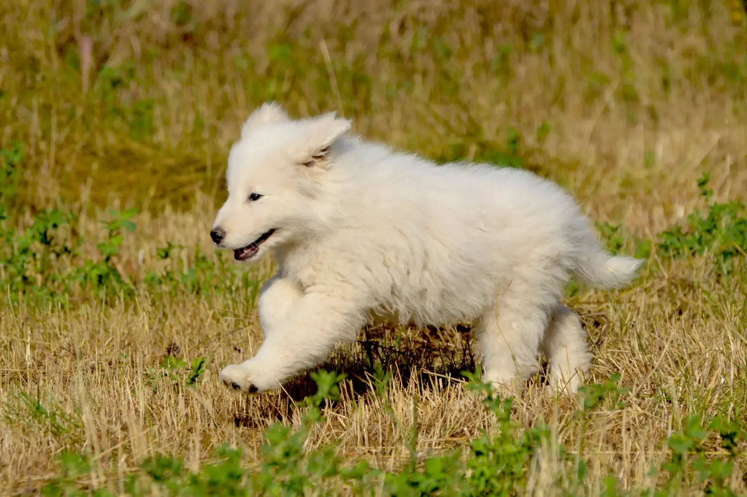 Kupno szczeniaka owczarka abruzyjskiego Maremma oznacza wzięcie na siebie odpowiedzialności! Kup szczenięta owczarka abruzyjskiego Maremma.