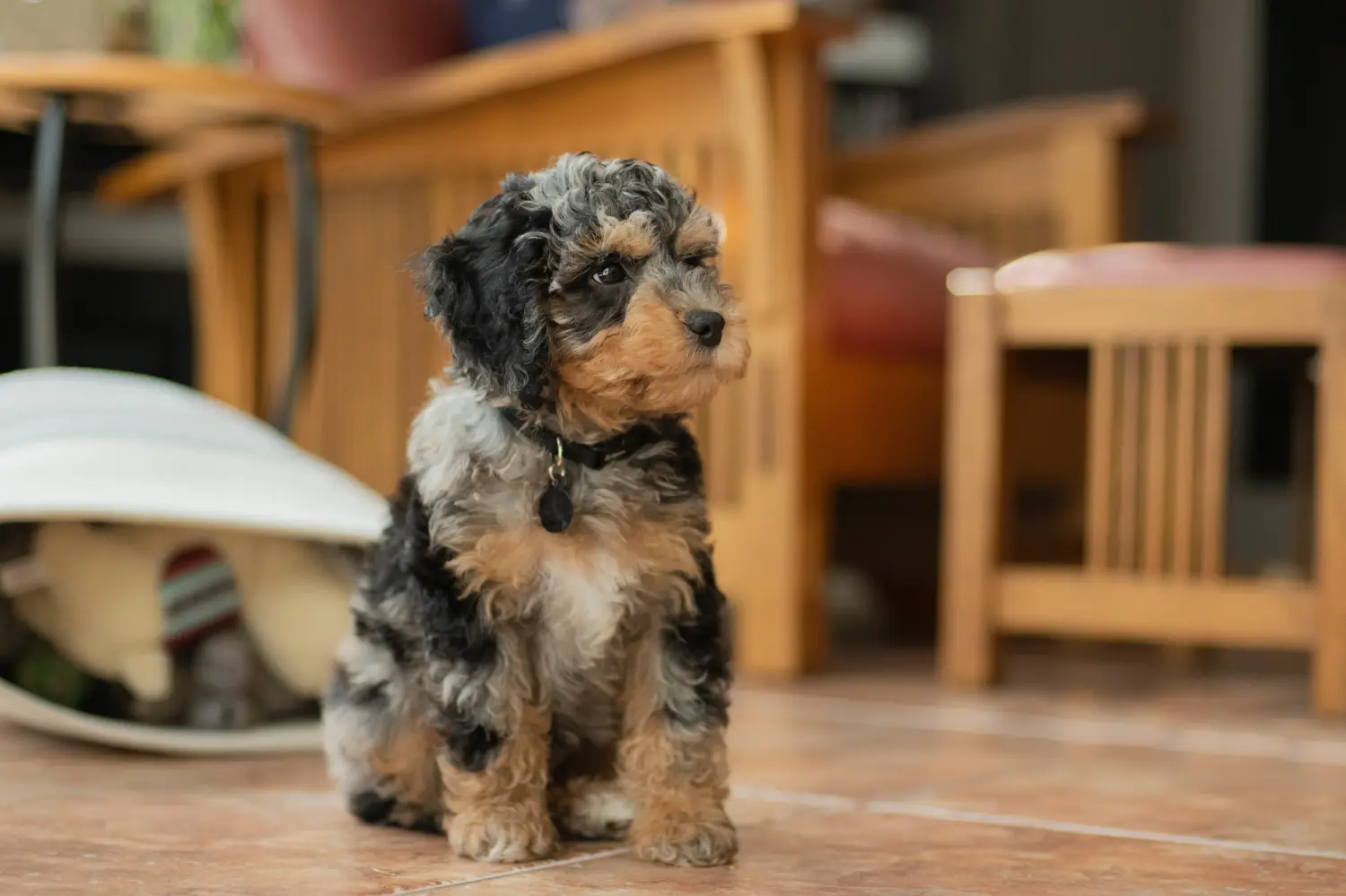 Kupno szczeniaka Cockapoo oznacza wzięcie na siebie odpowiedzialności! Kup szczenięta Cockapoo.