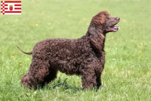 Read more about the article Hodowcy i szczenięta irlandzki spaniel wodny w Brema