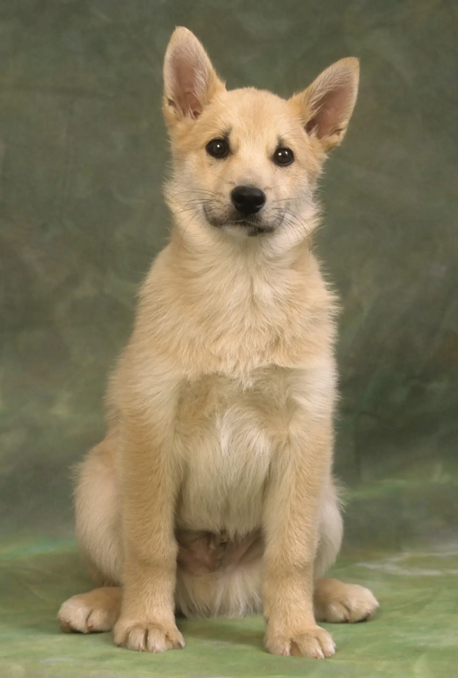 Kupno szczeniaka rasy buhund norweski oznacza wzięcie na siebie odpowiedzialności! Kup szczenięta rasy Buhund norweski.