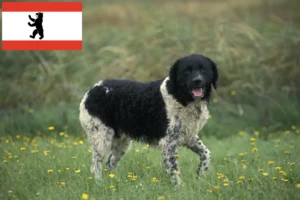 Read more about the article Hodowca fryzyjskich psów wodnych i szczeniąt w Berlinie