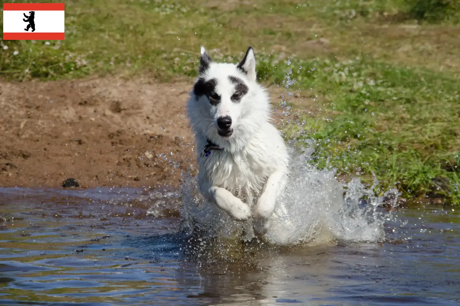 Kanadyjski pies eskimoski szczenięta i hodowca Berlin Znajdź hodowców Canadian Eskimo Dog w Berlin tutaj.