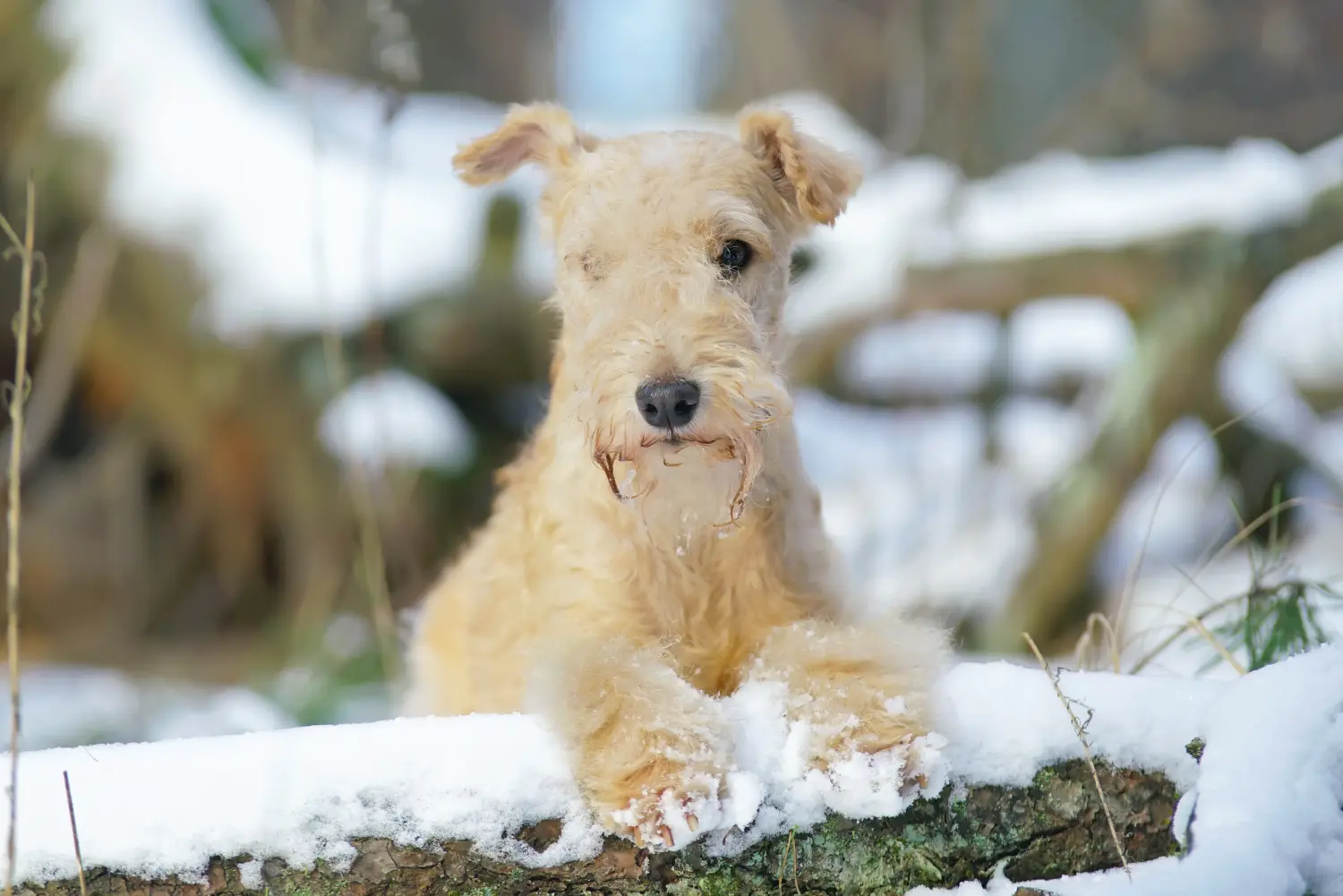 Kupno szczeniaka Lakeland Terriera oznacza wzięcie na siebie odpowiedzialności! Kup szczenięta Lakeland Terrier.