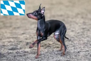 Read more about the article Hodowcy i szczenięta English Toy Terrier w Bawaria