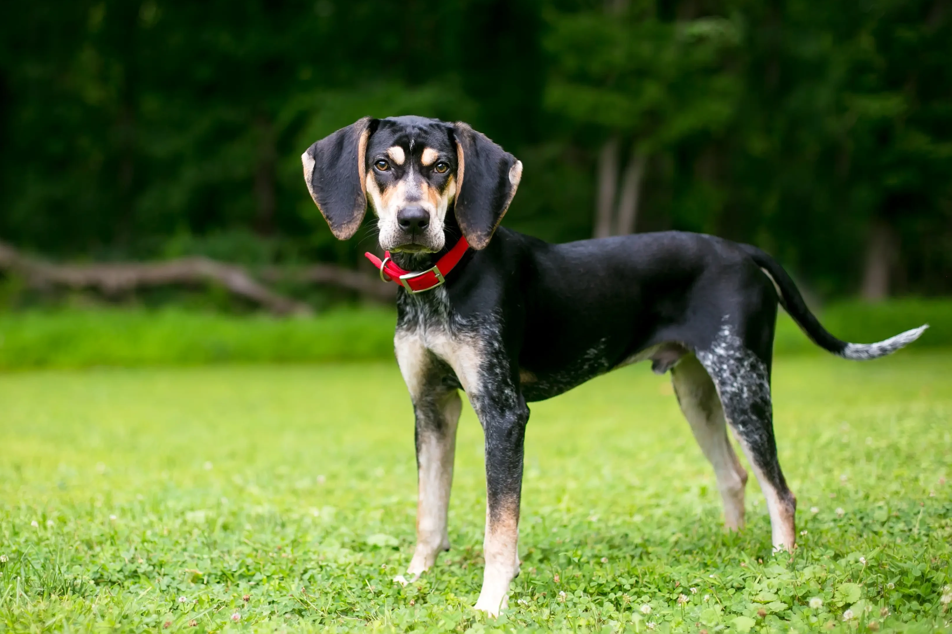 Szczenięta i hodowcy rasy Bluetick Coonhound Tutaj możesz znaleźć hodowców Bluetick coonhound w pobliżu.