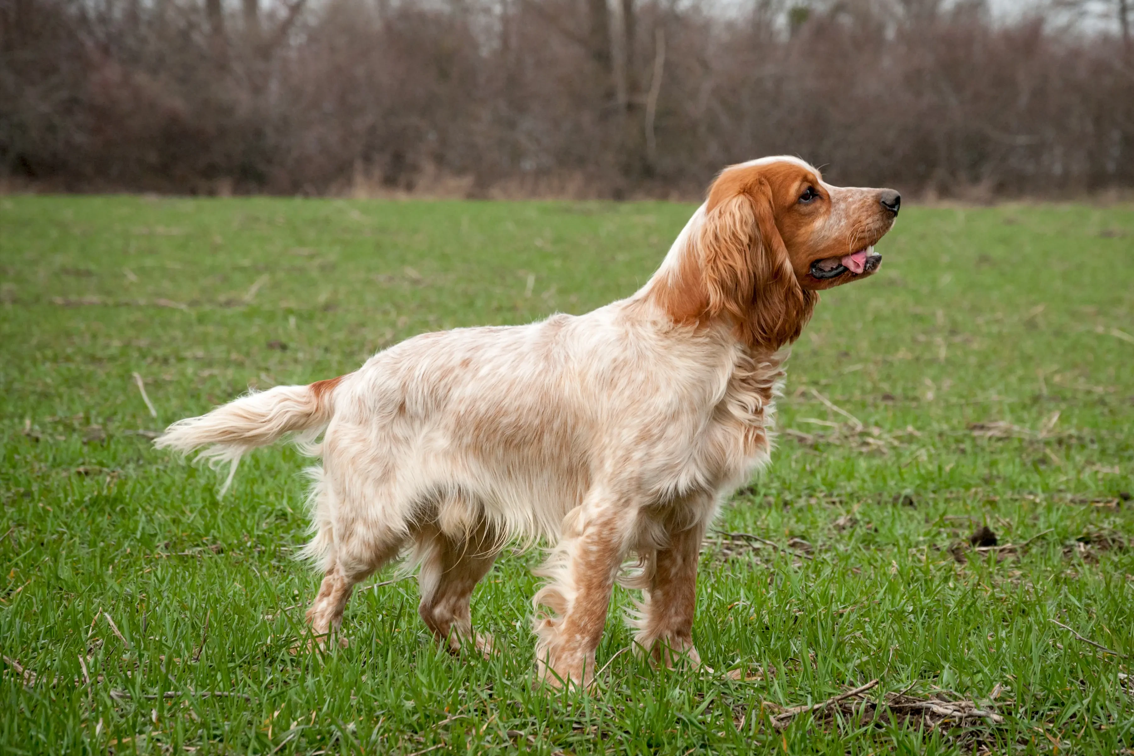 Spaniel rosyjski szczenięta i hodowcy Znajdź hodowców spanieli rosyjskich near you.