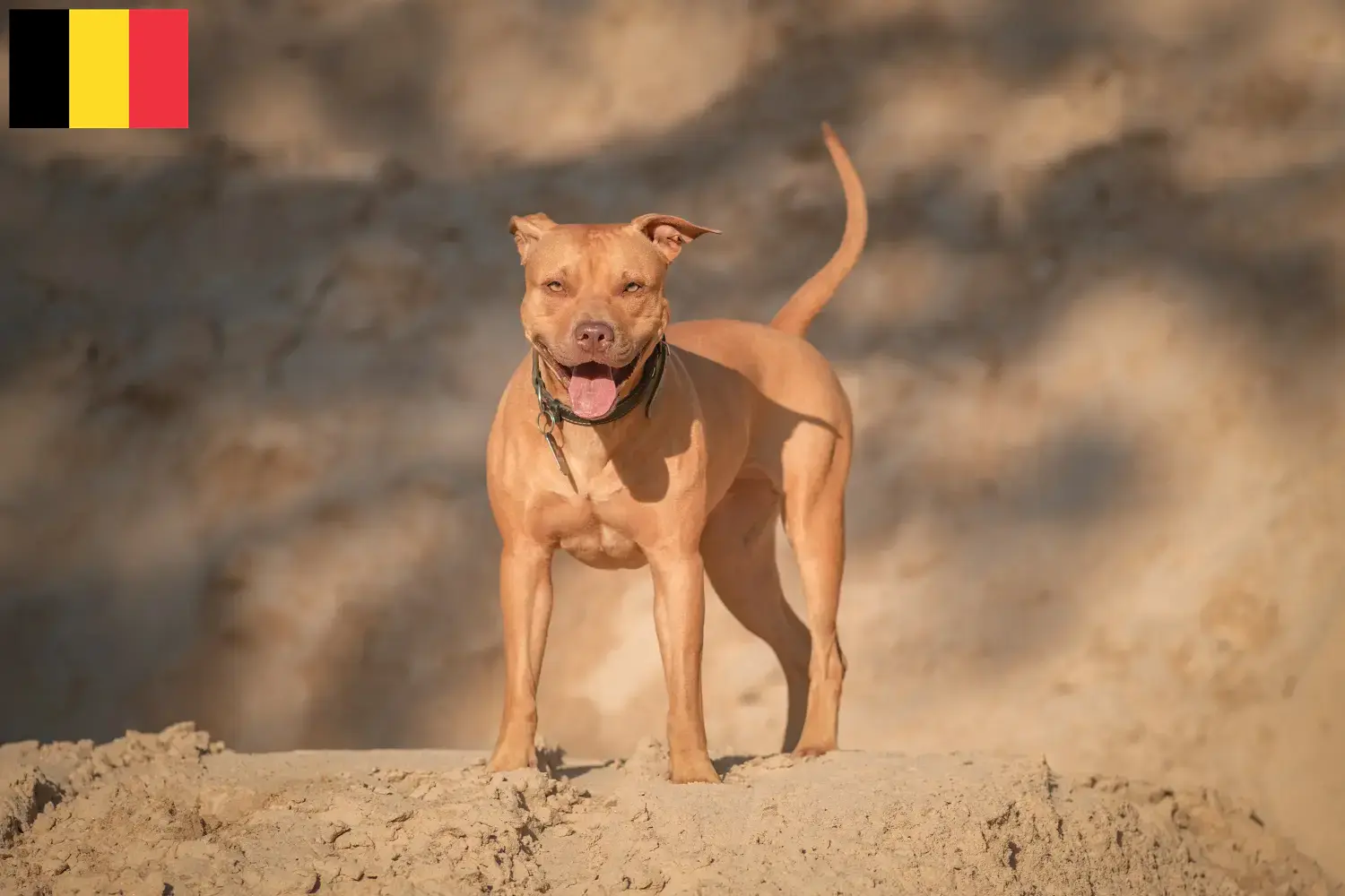 Read more about the article Hodowcy i szczenięta American Pit Bull Terrier w Belgia