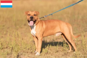Read more about the article Hodowcy i szczenięta American Staffordshire Terrier w Luksemburg