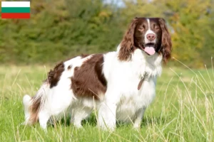 Read more about the article Springer spaniel angielski hodowcy i szczenięta w Bułgaria