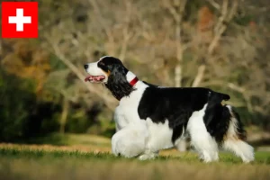 Read more about the article Springer spaniel angielski hodowcy i szczenięta w Szwajcaria