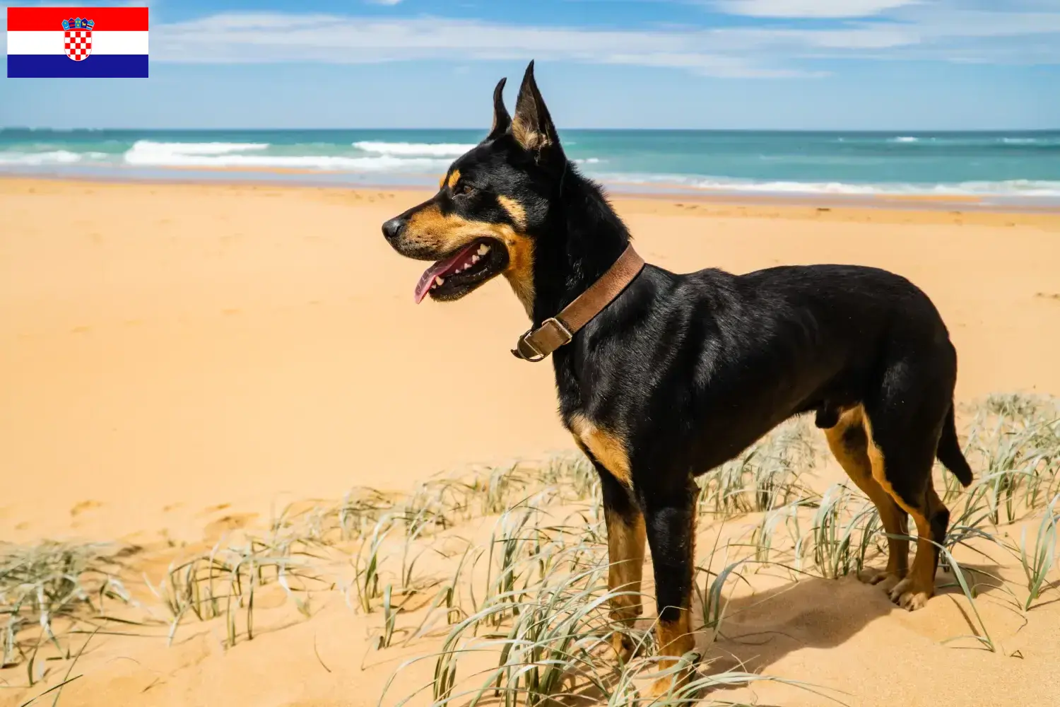 Kelpie australijskie szczenięta i hodowcy Chorwacja Znajdź hodowców Australian Kelpies w Chorwacja tutaj.