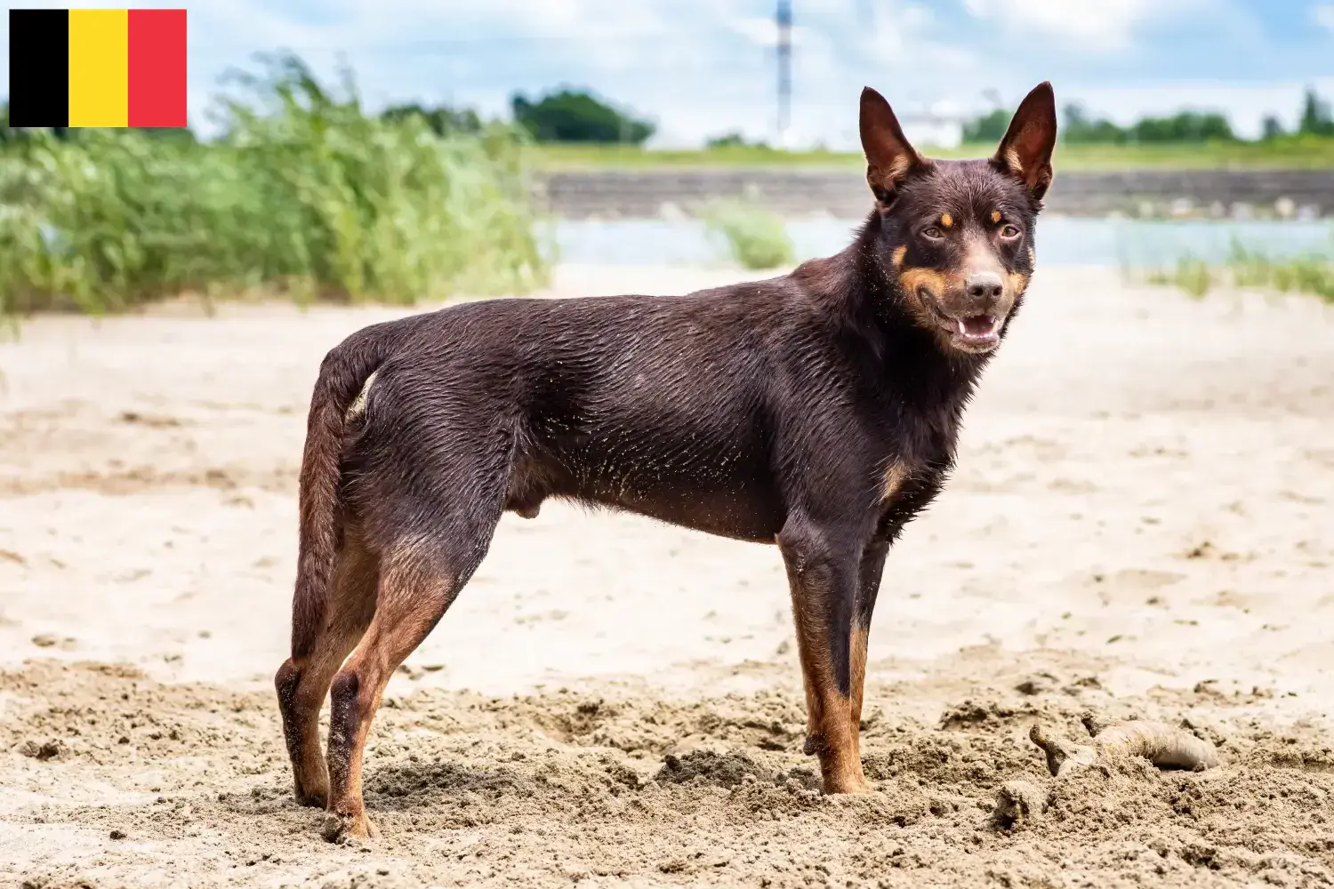 Kelpie australijskie szczenięta i hodowcy Belgia Znajdź hodowców Australian Kelpies w Belgia tutaj.
