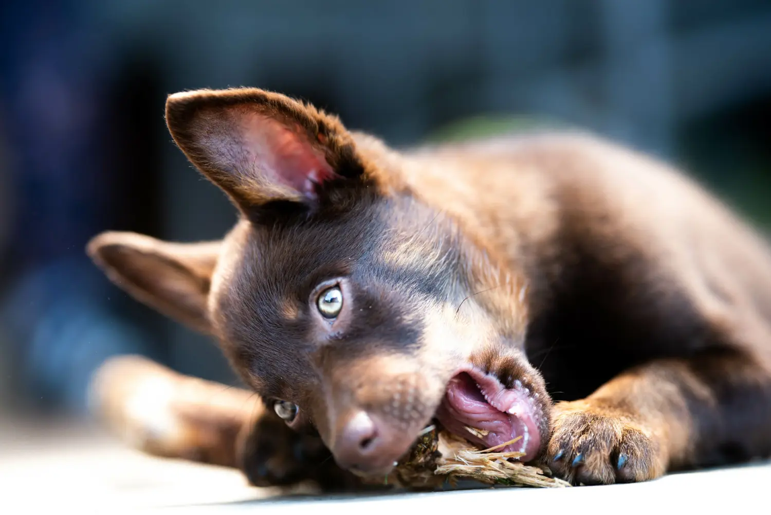 Kupno szczeniaka Australian Kelpie oznacza wzięcie na siebie odpowiedzialności! Kup szczenięta Australian Kelpie.