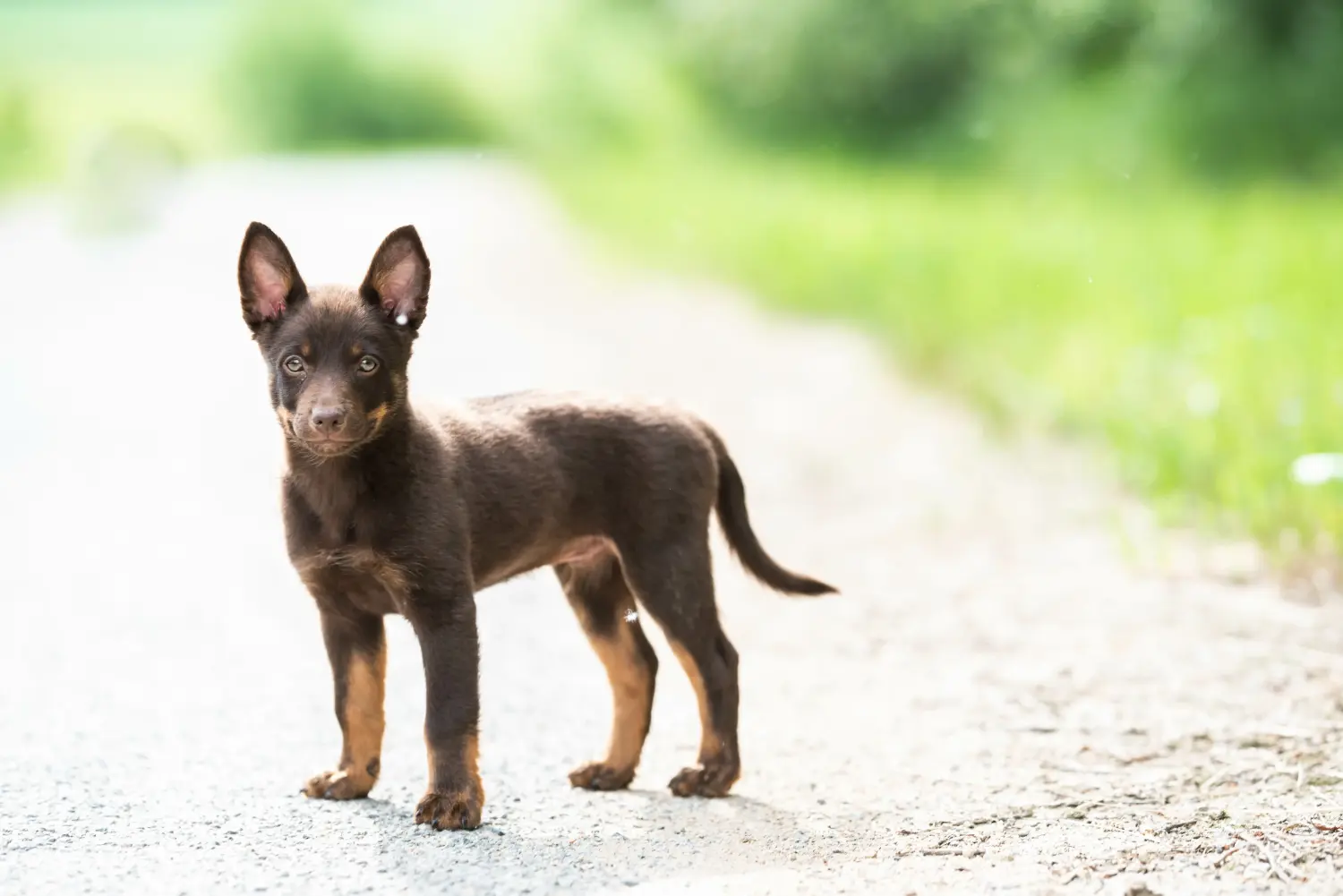 Kupno szczeniaka Australian Kelpie oznacza wzięcie na siebie odpowiedzialności! Kup szczenięta Australian Kelpie.