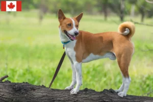 Read more about the article Hodowcy i szczenięta Basenji w Kanada