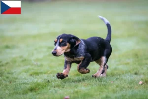Read more about the article Basset bleu de Gascogne hodowcy i szczenięta w Czechy
