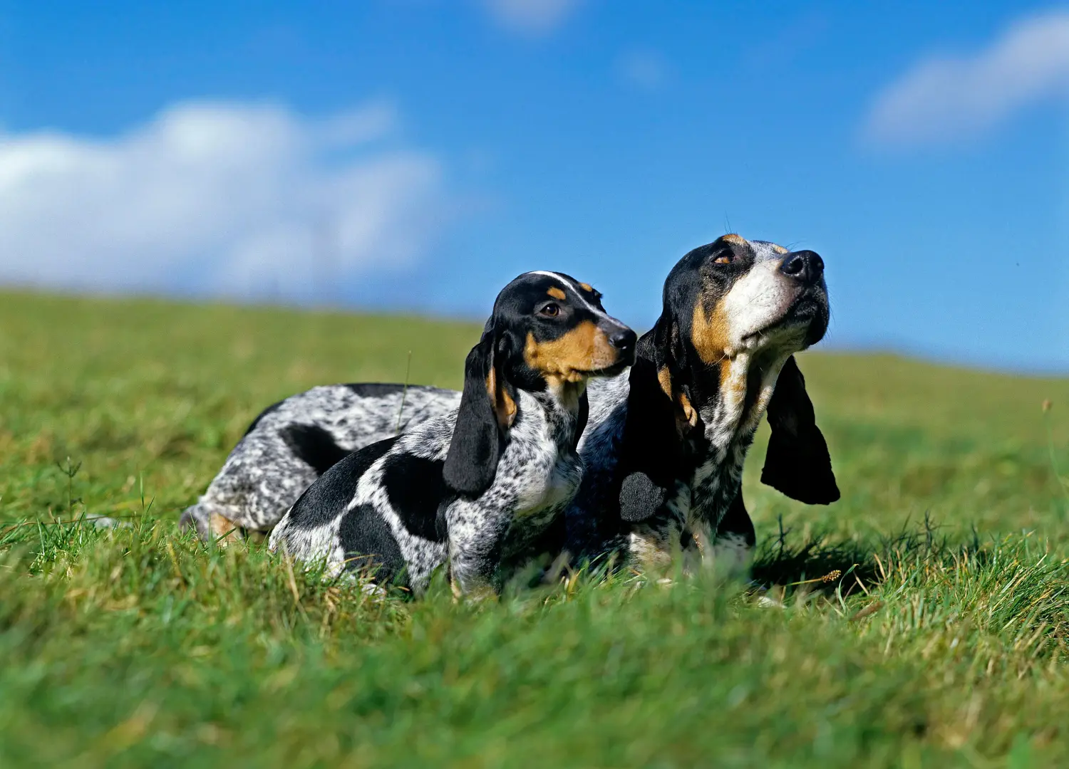 Zakup szczeniaka Basset bleu de Gascogne oznacza wzięcie na siebie odpowiedzialności! Kup szczenięta Basset bleu de Gascogne.